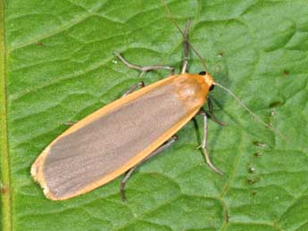 Katha depressa Esp. adulte - �Philippe Mothiron