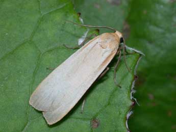 Katha depressa Esp. adulte - �Philippe Mothiron