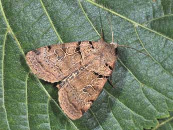 Eugnorisma depuncta L. adulte - �Philippe Mothiron