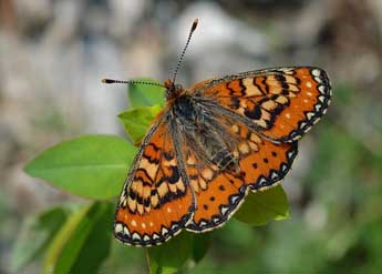 Euphydryas desfontainii God. adulte - �David Demerges