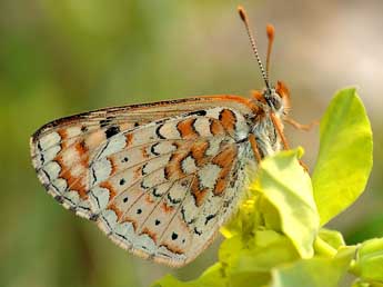 Euphydryas desfontainii God. adulte - �David Demerges