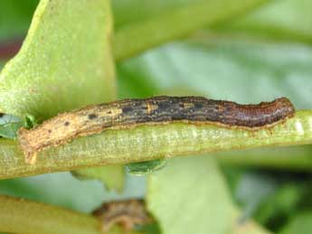  Chenille de Xanthorhoe designata Hfn. - �Alexis Borges