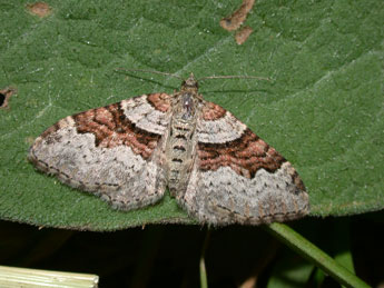 Xanthorhoe designata Hfn. adulte - �Philippe Mothiron