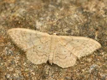 Idaea determinata Stgr adulte - �Daniel Morel