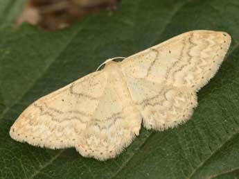 Idaea determinata Stgr adulte - �Daniel Morel