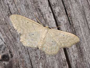 Idaea determinata Stgr adulte - �Philippe Mothiron