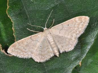 Idaea determinata Stgr adulte - �Philippe Mothiron