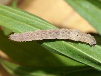  Chenille de Idaea determinata Stgr - �Lionel Taurand
