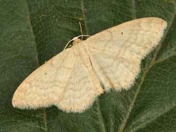 Idaea determinata Stgr adulte - �Daniel Morel