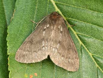 Ocneria detrita Esp. adulte - �Daniel Morel