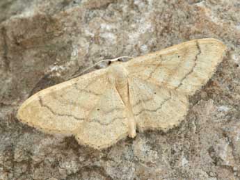 Idaea deversaria H.-S. adulte - �Daniel Morel