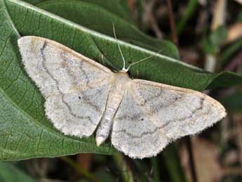 Idaea deversaria H.-S. adulte - �Philippe Mothiron