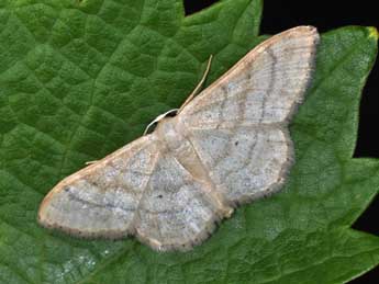 Idaea deversaria H.-S. adulte - �Philippe Mothiron