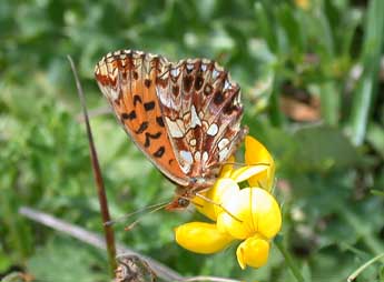 Boloria dia L. adulte - �Philippe Mothiron