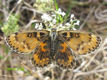 Melitaea didyma Esp. adulte - �J�r�me Albre