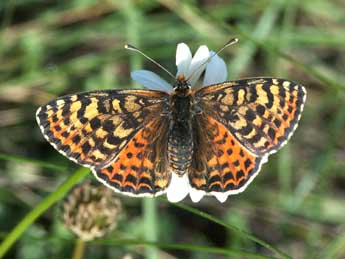 Melitaea didyma Esp. adulte - �Claire Hodd�