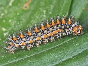  Chenille de Melitaea didyma Esp. - �Philippe Mothiron