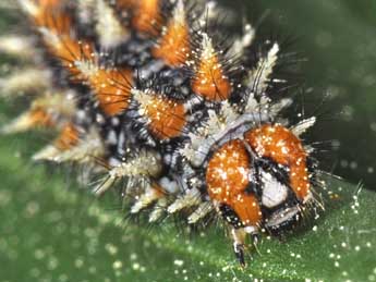 Chenille de Melitaea didyma Esp. - �Philippe Mothiron