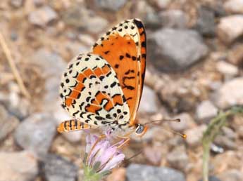 Melitaea didyma Esp. adulte - �Philippe Mothiron