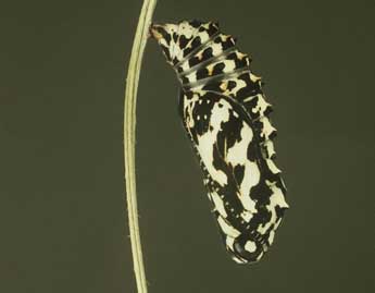  Chrysalide de Melitaea didyma Esp. - �Philippe Mothiron