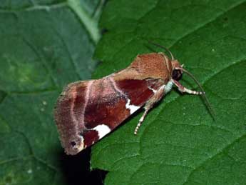 Cosmia diffinis L. adulte - �Philippe Mothiron