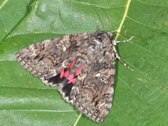 Catocala dilecta Hb. adulte - �Philippe Mothiron