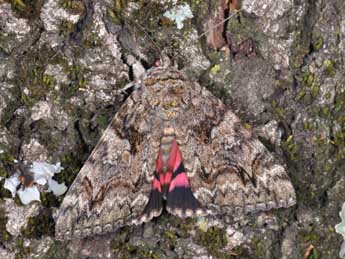 Catocala dilecta Hb. adulte - �Philippe Mothiron