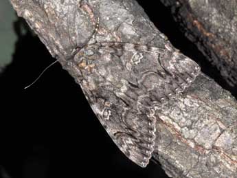 Catocala dilecta Hb. adulte - �Philippe Mothiron