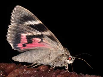 Catocala dilecta Hb. adulte - �Philippe Mothiron