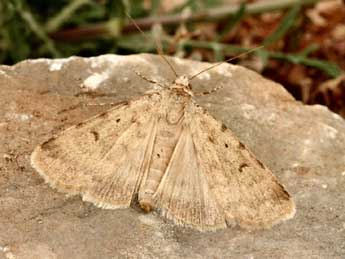 Autophila dilucida Hb. adulte - �Daniel Morel