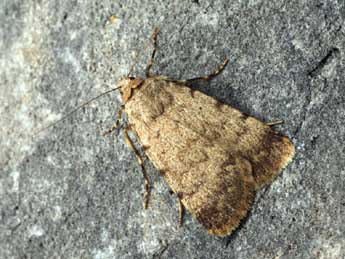 Autophila dilucida Hb. adulte - �Daniel Morel