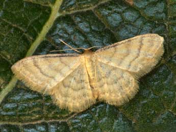 Idaea dilutaria Hb. adulte - �Daniel Morel