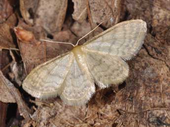 Idaea dilutaria Hb. adulte - �Philippe Mothiron