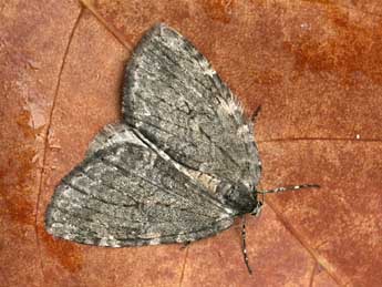 Epirrita dilutata D. & S. adulte - �Daniel Morel