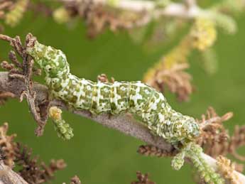  Chenille de Alvaradoia disjecta Rothsch. - �Daniel Morel