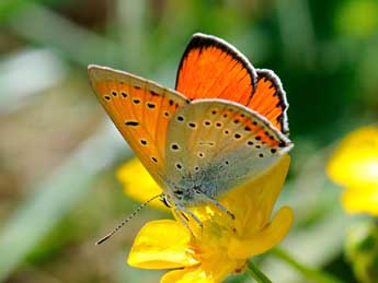 Lycaena dispar Hw. adulte - �Jean-Fran�ois Maradan