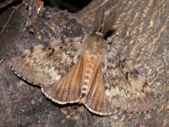 Lymantria dispar L. adulte - �Philippe Mothiron