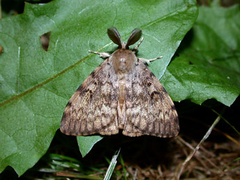 Lymantria dispar L. adulte - �Philippe Mothiron