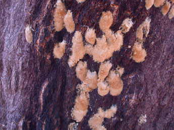  Oeuf de Lymantria dispar L. - �Philippe Mothiron