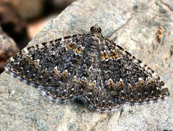 Cataclysme uniformata Bell. adulte - �Daniel Morel