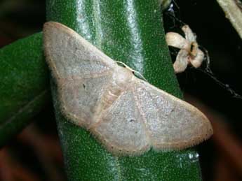Idaea distinctaria Bsdv. adulte - �Philippe Mothiron