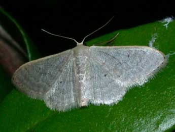 Idaea distinctaria Bsdv. adulte - �Philippe Mothiron