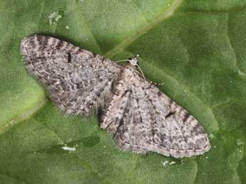 Eupithecia distinctaria H.-S. adulte - �Daniel Morel