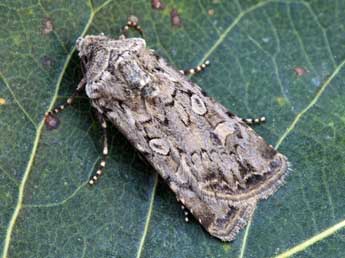 Euxoa distinguenda Led. adulte - �Daniel Morel