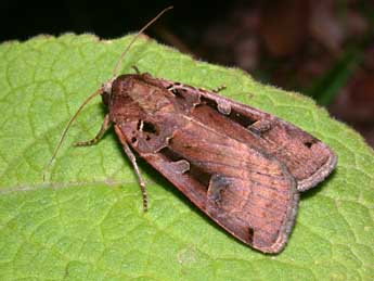 Xestia ditrapezium D. & S. adulte - �Philippe Mothiron