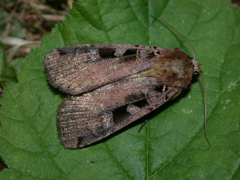 Xestia ditrapezium D. & S. adulte - �Philippe Mothiron