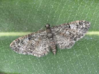 Eupithecia dodoneata Gn. adulte - �Philippe Mothiron