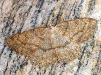 Yezognophos serotinaria D. & S. adulte - �Daniel Morel