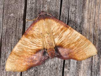 Plagodis dolabraria L. adulte - �Philippe Mothiron