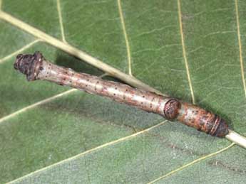  Chenille de Plagodis dolabraria L. - �Philippe Mothiron